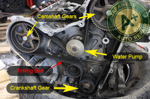 The parts in the timing cavity of a motor showing camshaft gears, crankshaft gears, timing belt, & water pump. A+ Japanese Auto Repair in San Carlos, CA